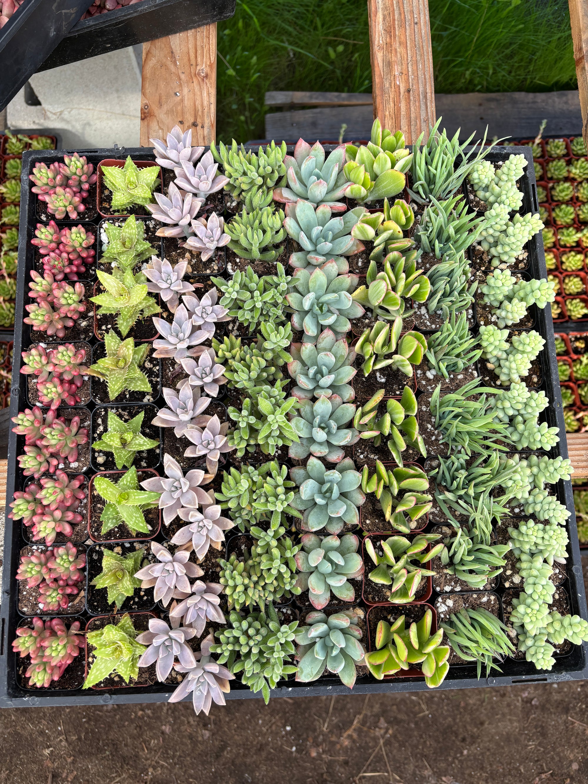 64- Pack Mystery Pack Succulents