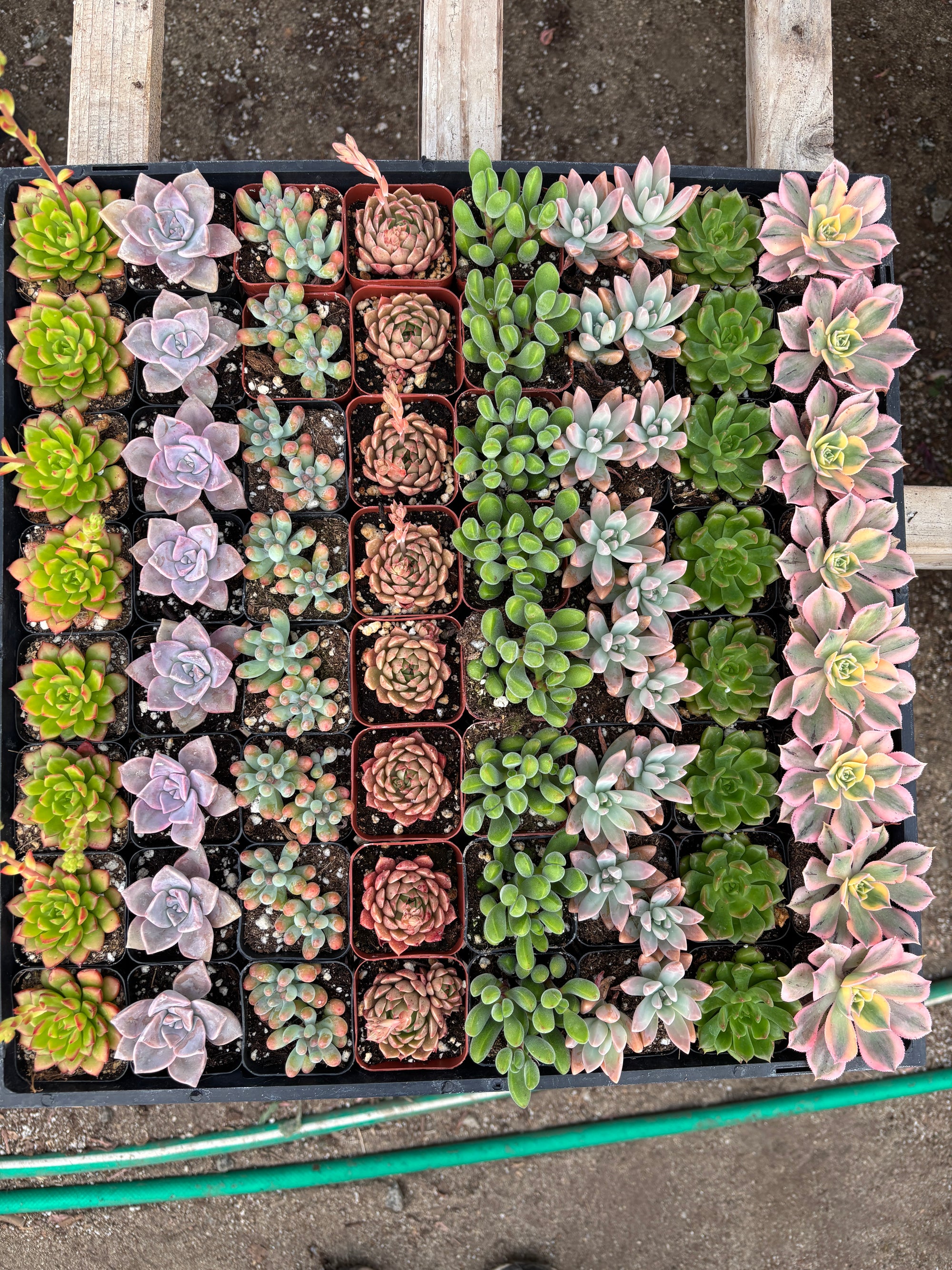 64- Pack Mystery Pack Succulents