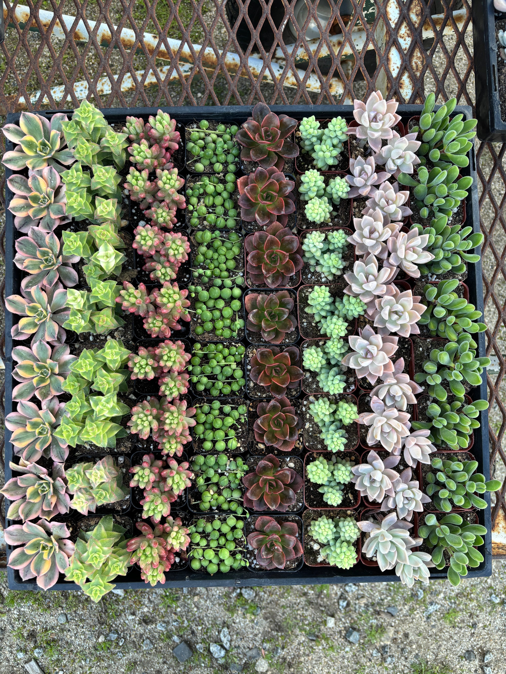 64- Pack Mystery Pack Succulents