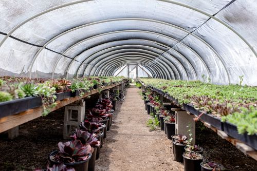 Welcome to San Diego Succulent Growers