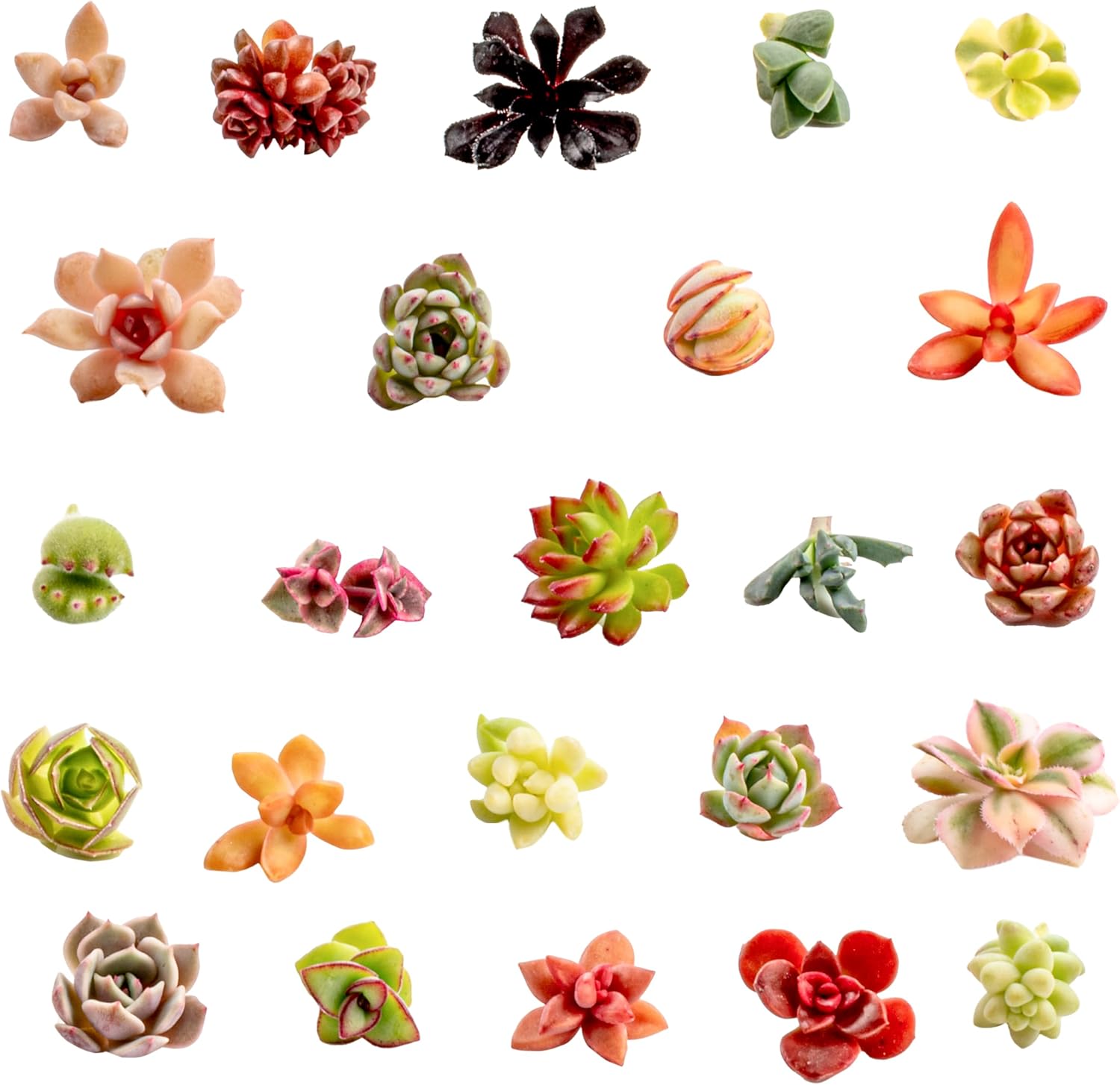 25 Mini Assorted Succulent Cuttings | 25 Succulent Babies