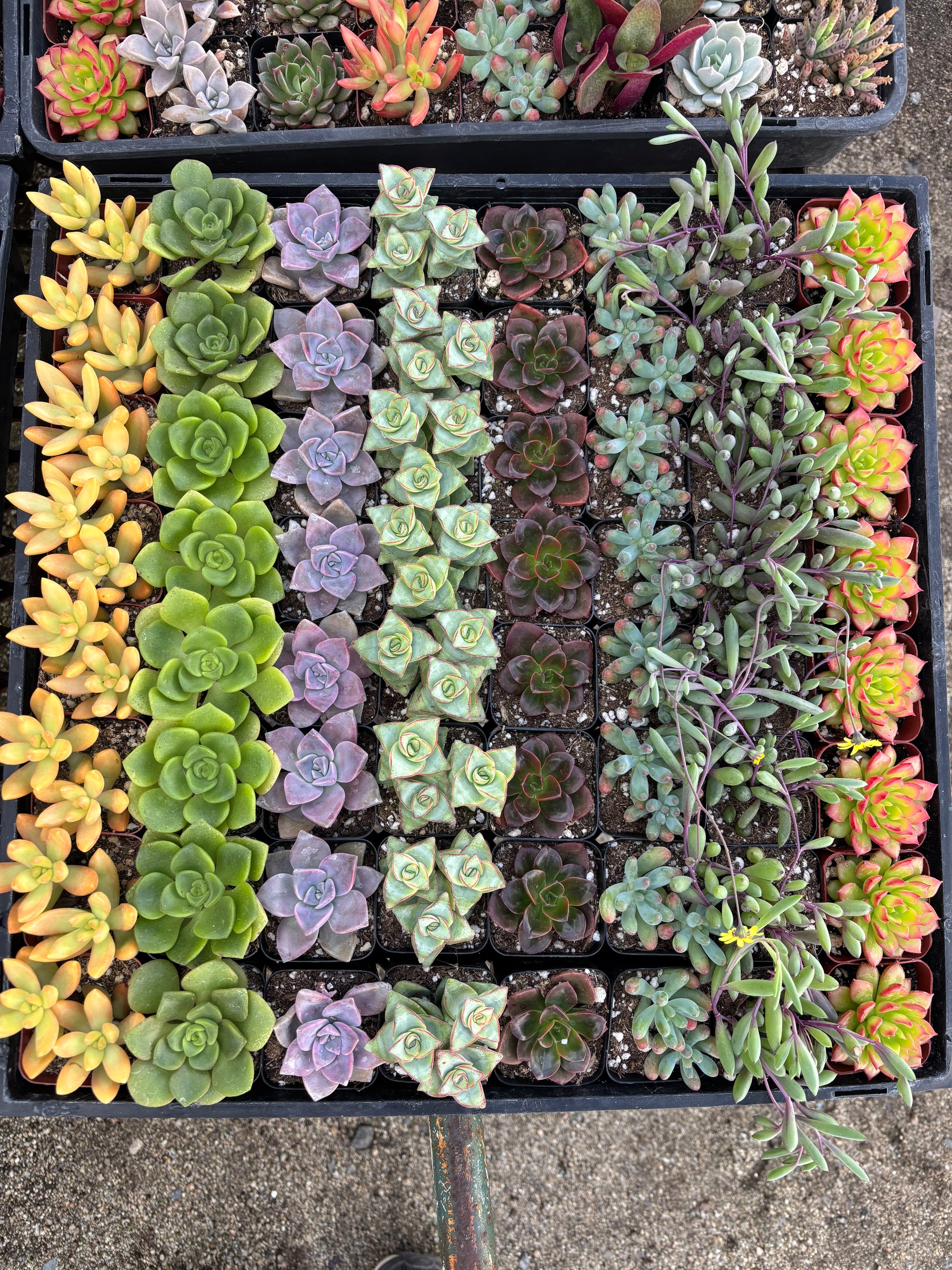 64- Pack Mystery Pack Succulents
