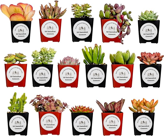 mystery succulent Buy 16 Mystery Succulents Online - Affordable Succulent Box