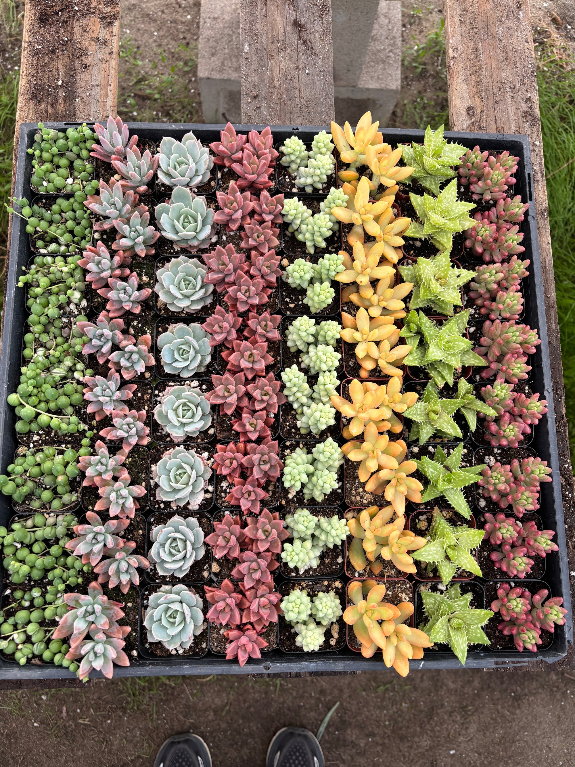 64- Pack Mystery Pack Succulents