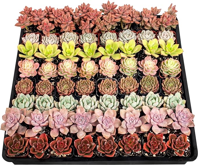 64- Pack Mystery Pack Succulents