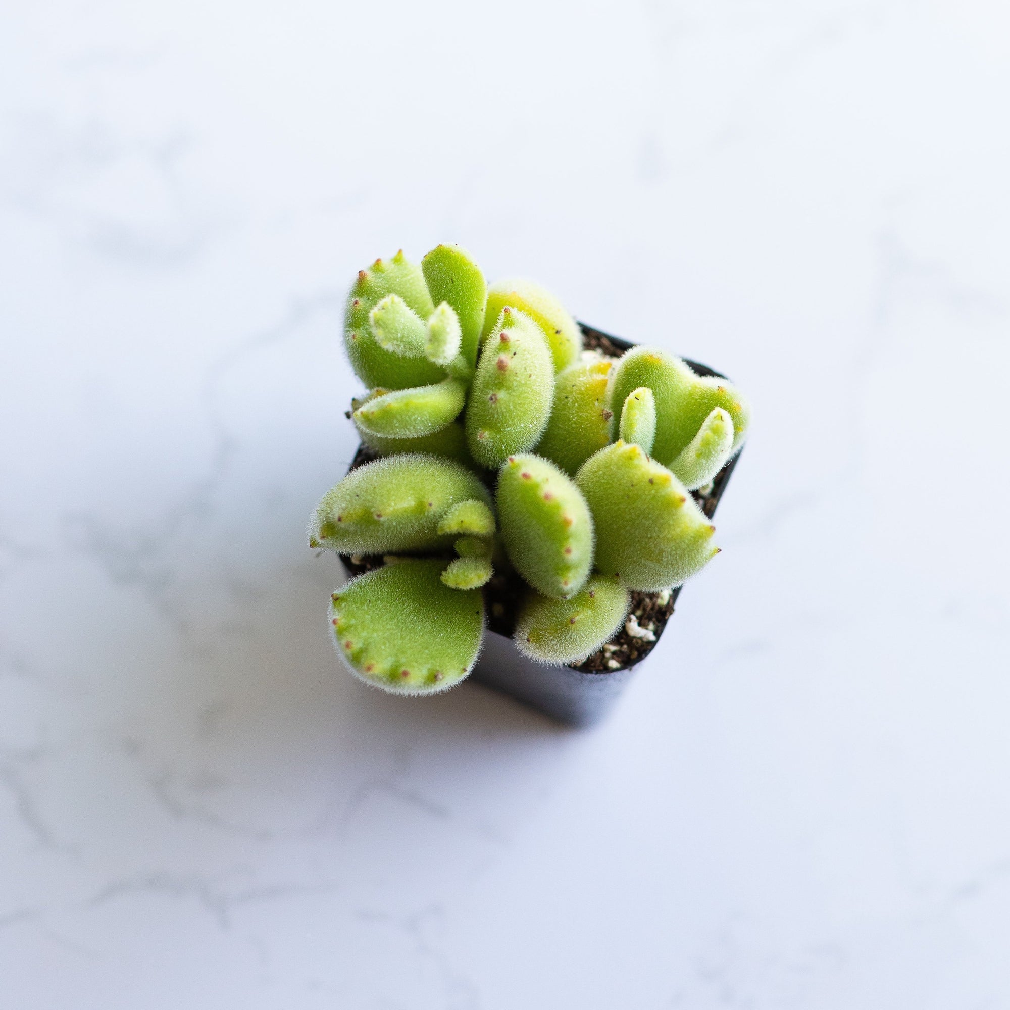 bear paw succulent toxic Bear's Paw | Cotyledon Tomentosa | Succulents Plant Live