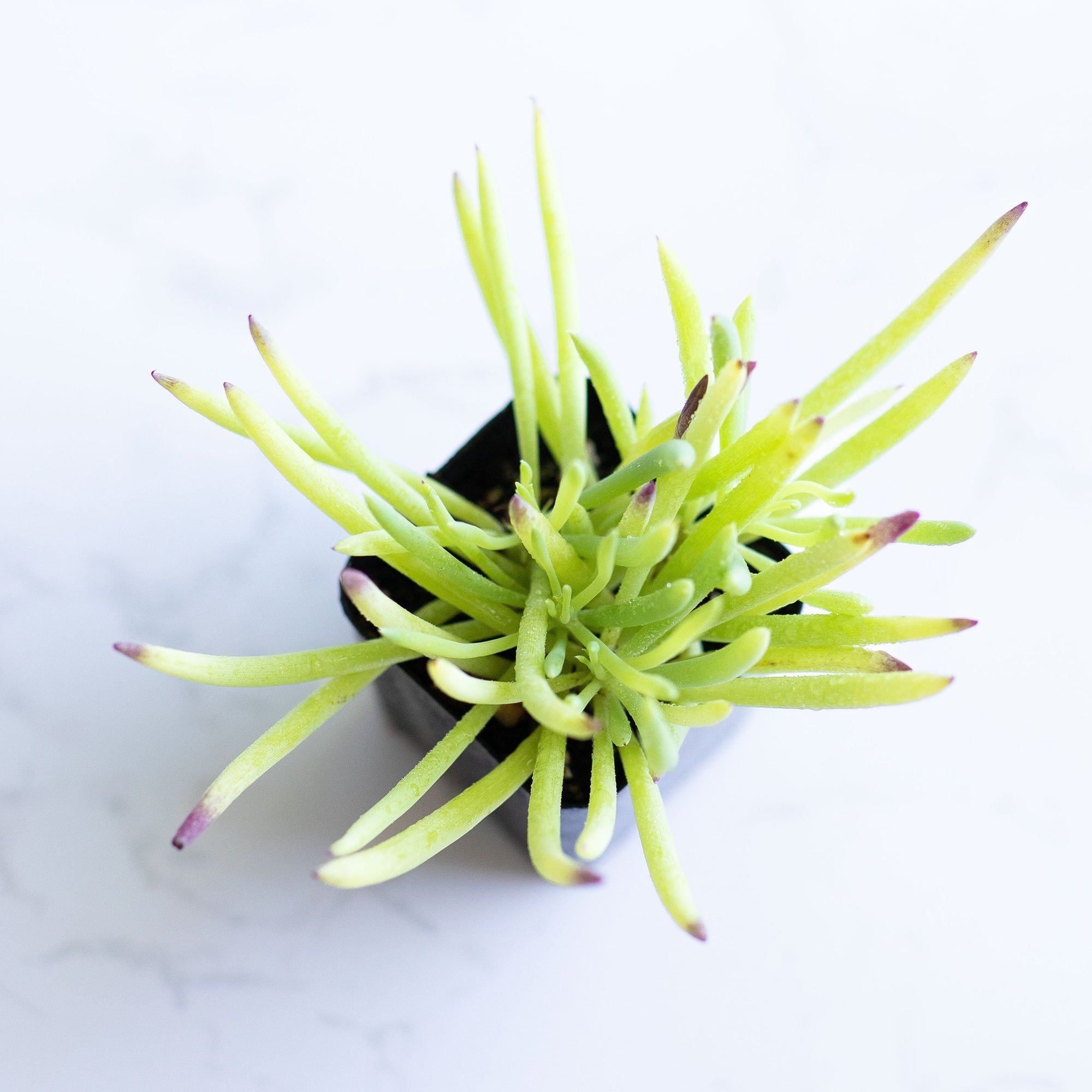 cloning succulents Dwarf Clone | Senecio Antandroi for purchase in San Diego