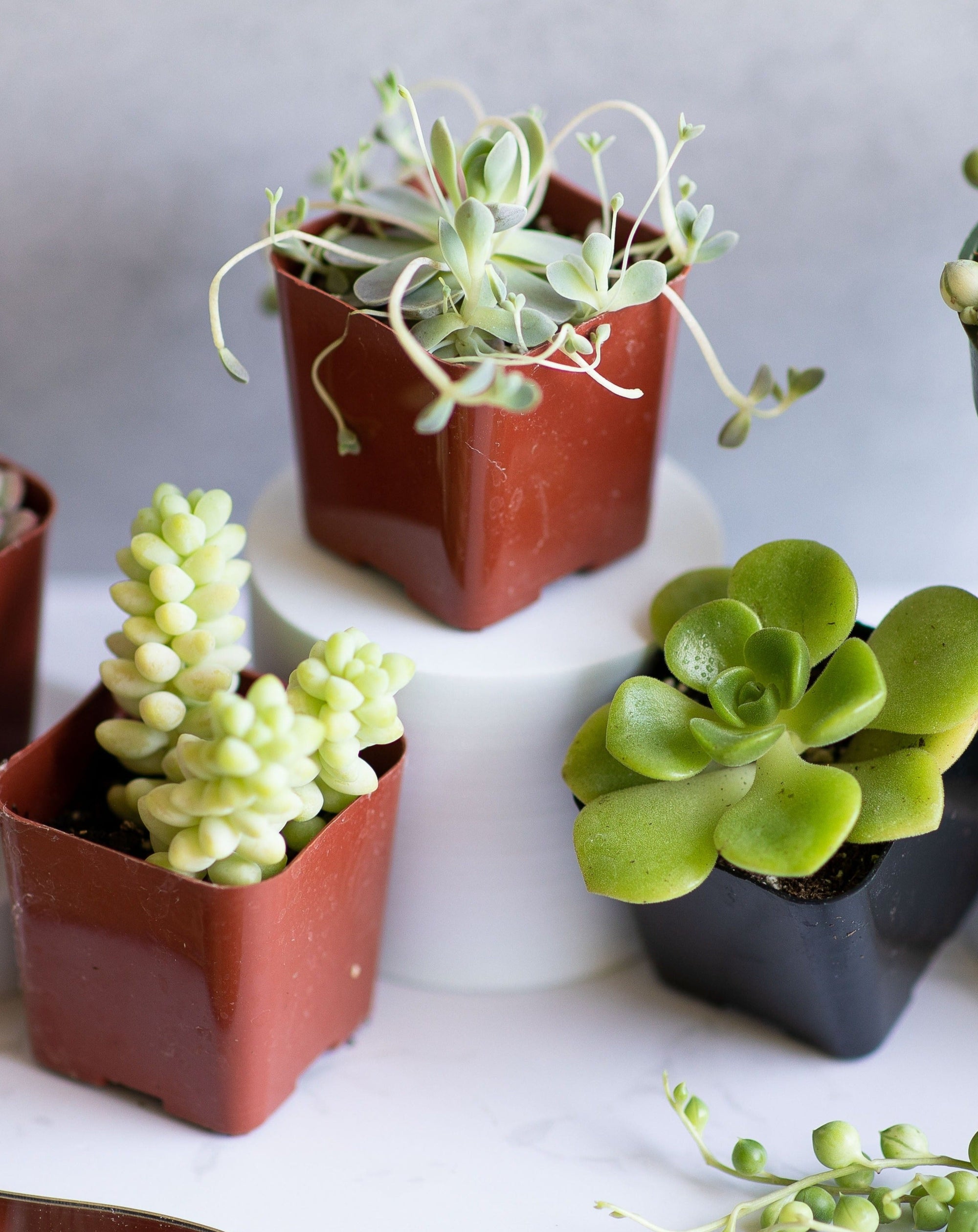 3-Pack Mystery Live Succulent| Assorted 2'' Potted Succulent