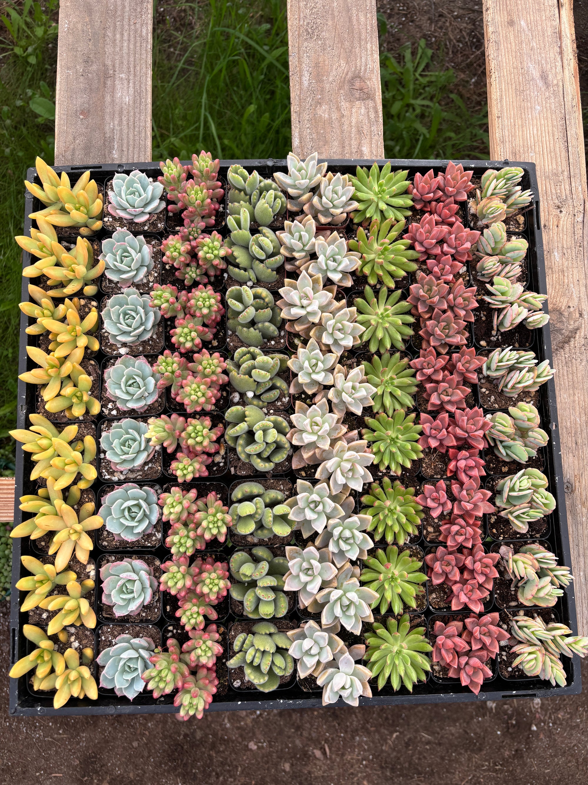 64- Pack Mystery Pack Succulents