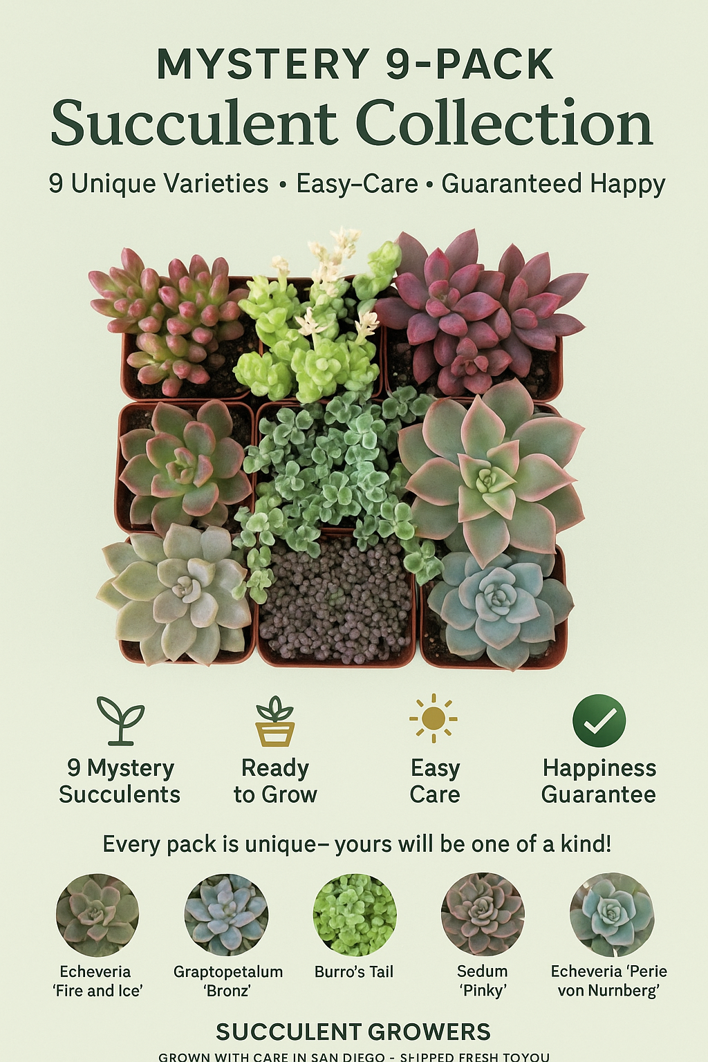succulent variety chart 9-Pack mystery Live Succulent