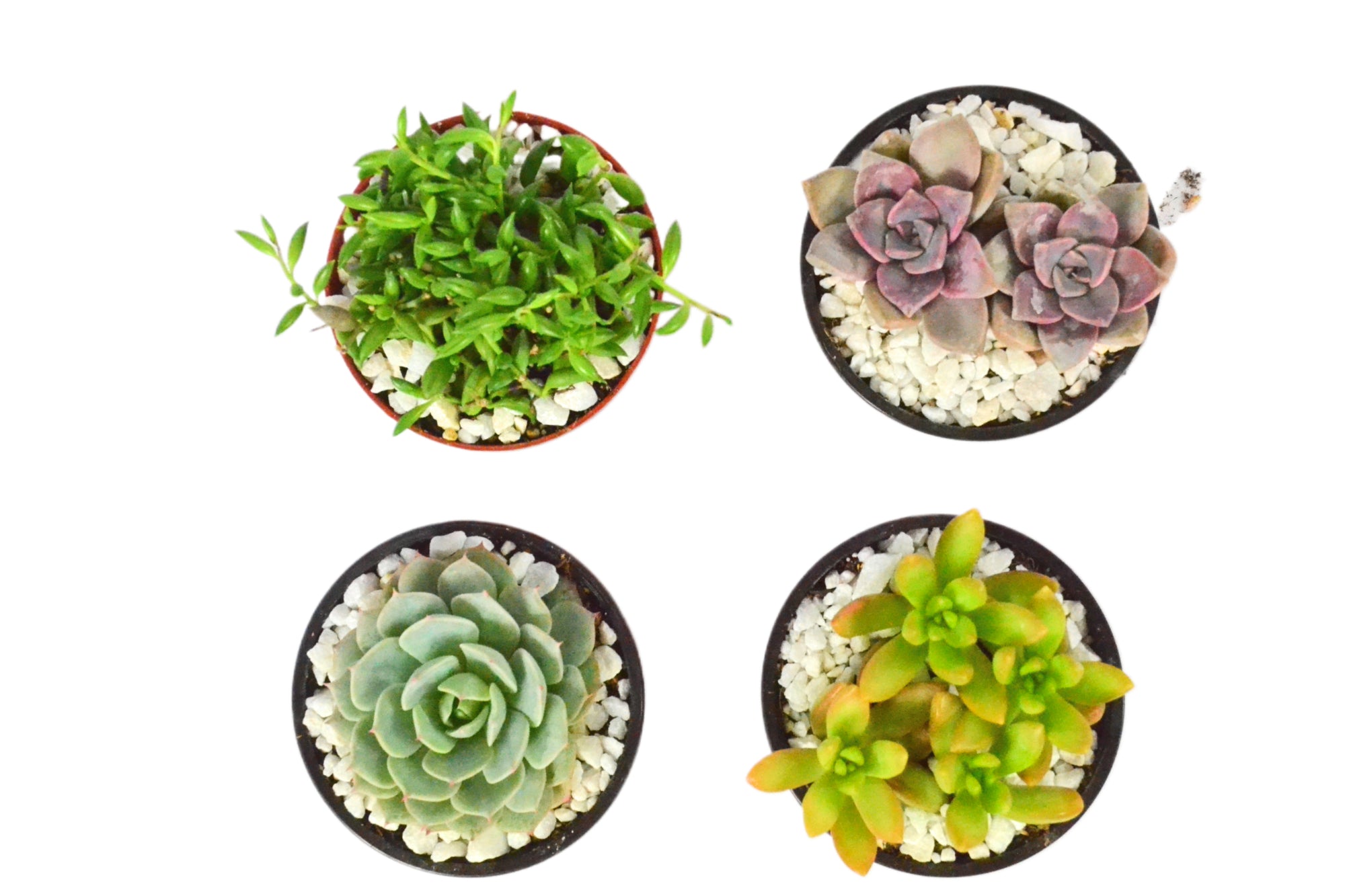 4 Pack Live Mystery Succulent Plants in 4" Pots | Indoor and Outdoor
