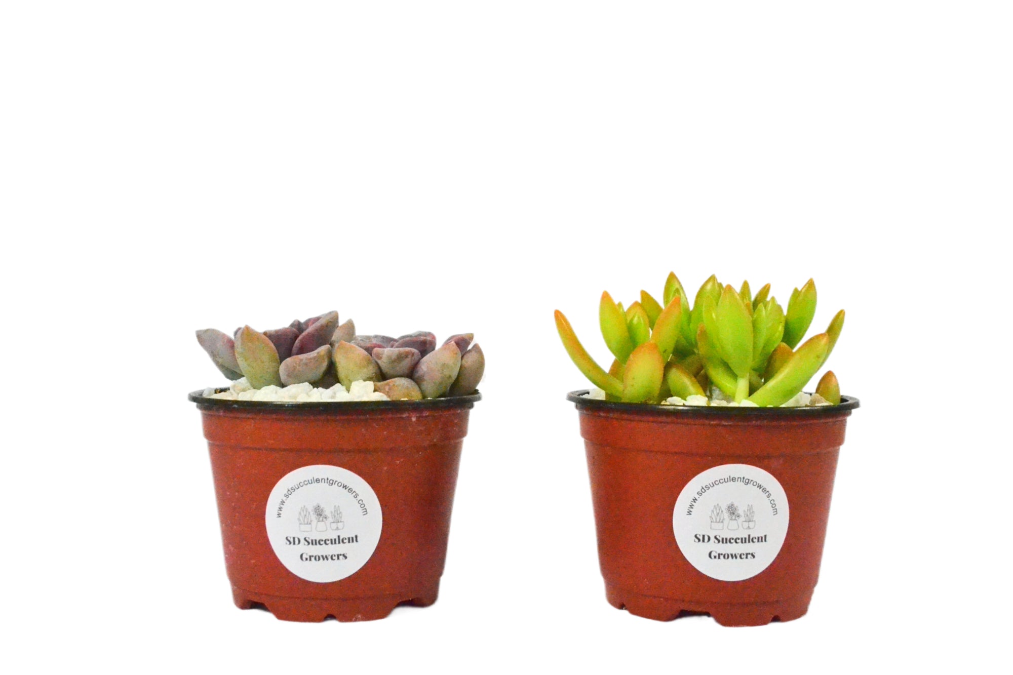 4 Pack Live Mystery Succulent Plants in 4" Pots | Indoor and Outdoor