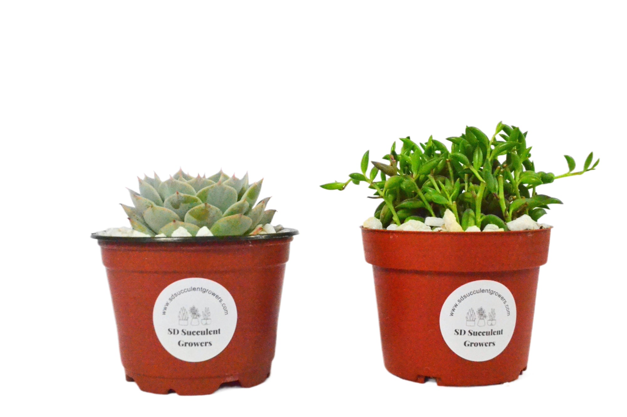 4 Pack Live Mystery Succulent Plants in 4" Pots | Indoor and Outdoor