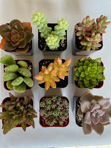 potted succulents online 9-Pack mystery Live Succulent | Assorted 2'' Potted Succulent