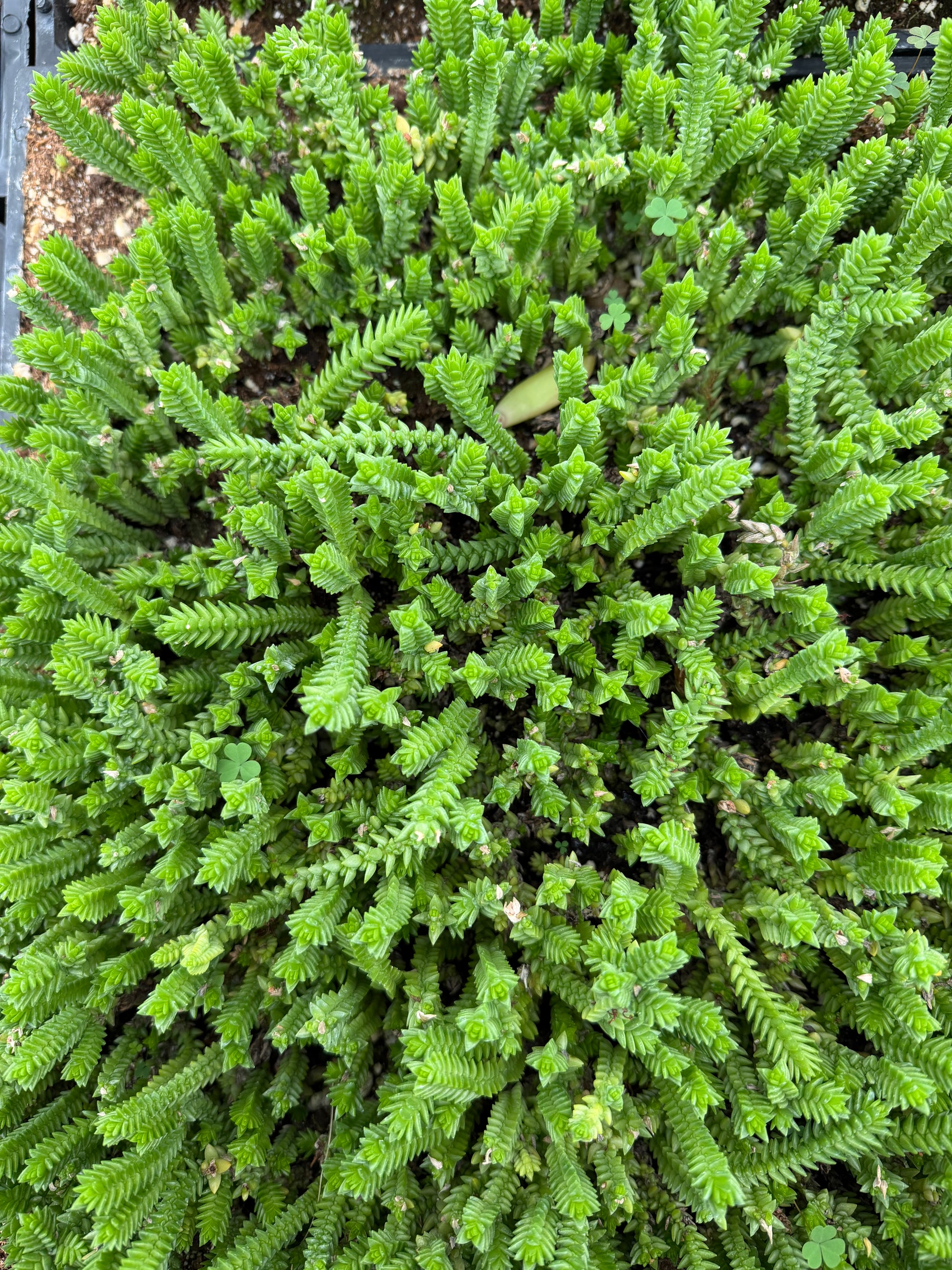 Watch Chain | Crassula Muscosa