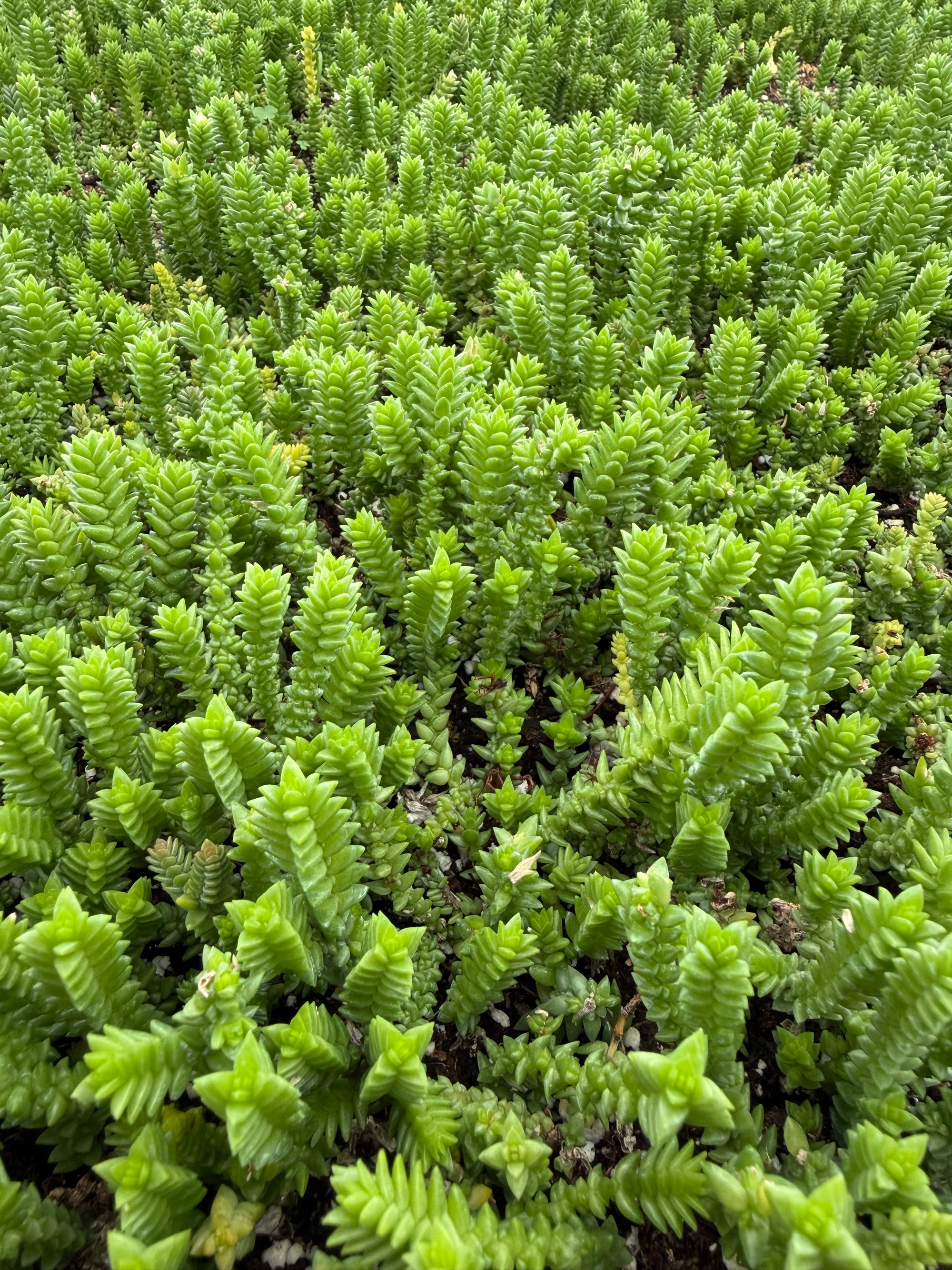 Watch Chain | Crassula Muscosa
