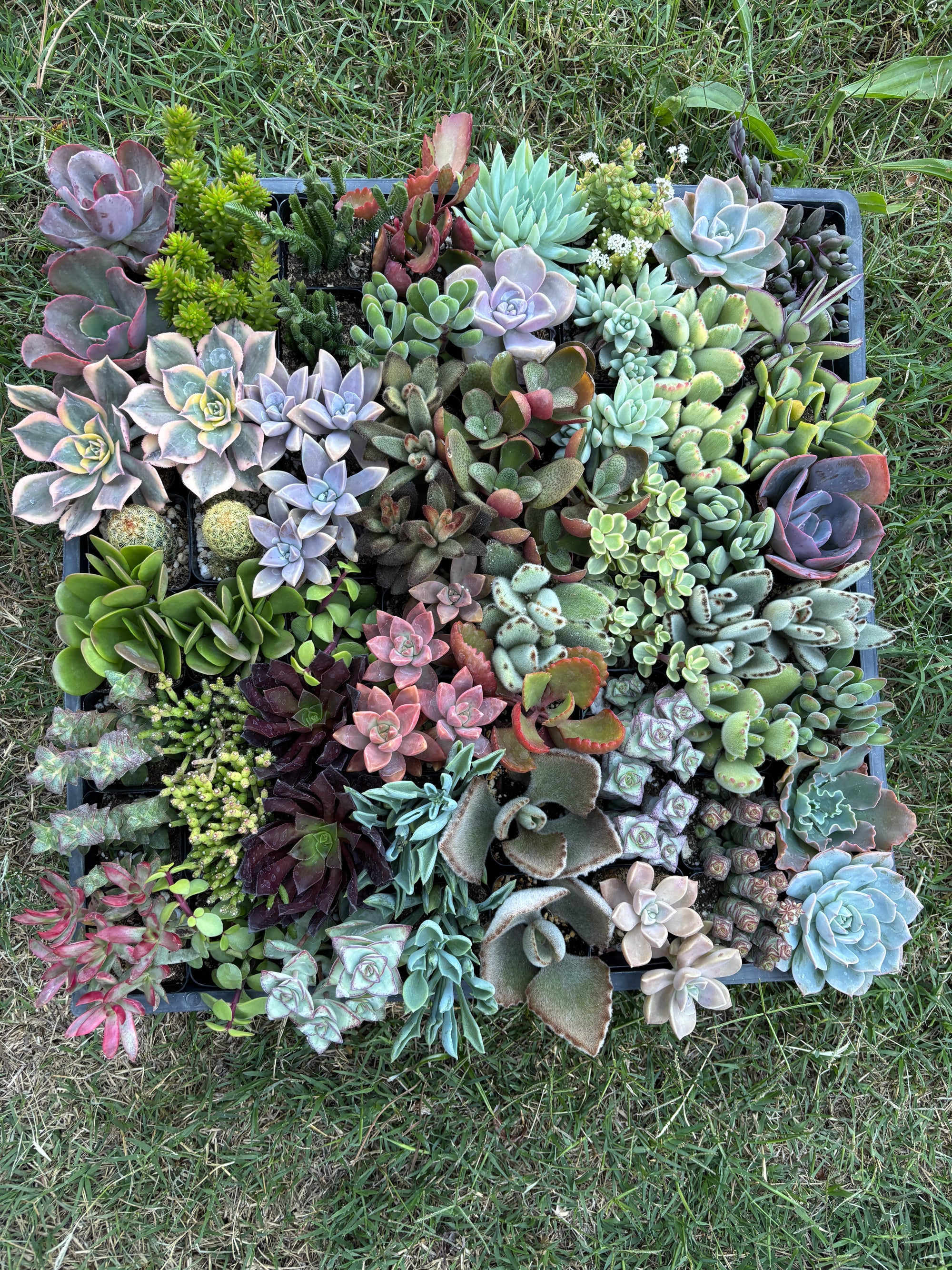 Live Succulents Plants Mystery Pack - Variety of Well Rooted Plants in 2 Inch Pots - Real, Small, Assorted Houseplants for Indoor, DIY, Home Decor, Wedding, or Birthday Gifts (64 Pack)