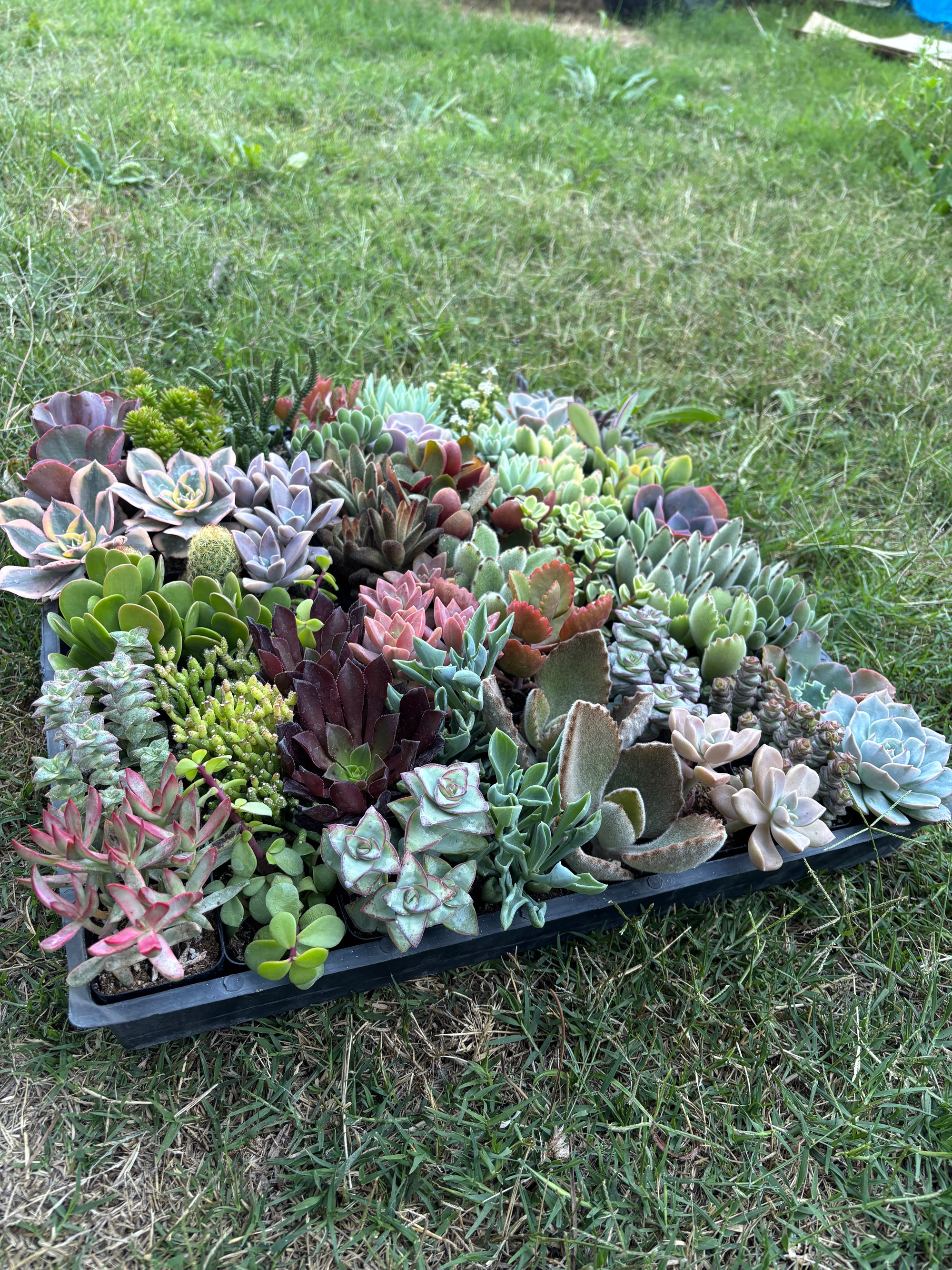 Live Succulents Plants Mystery Pack - Variety of Well Rooted Plants in 2 Inch Pots - Real, Small, Assorted Houseplants for Indoor, DIY, Home Decor, Wedding, or Birthday Gifts (64 Pack)