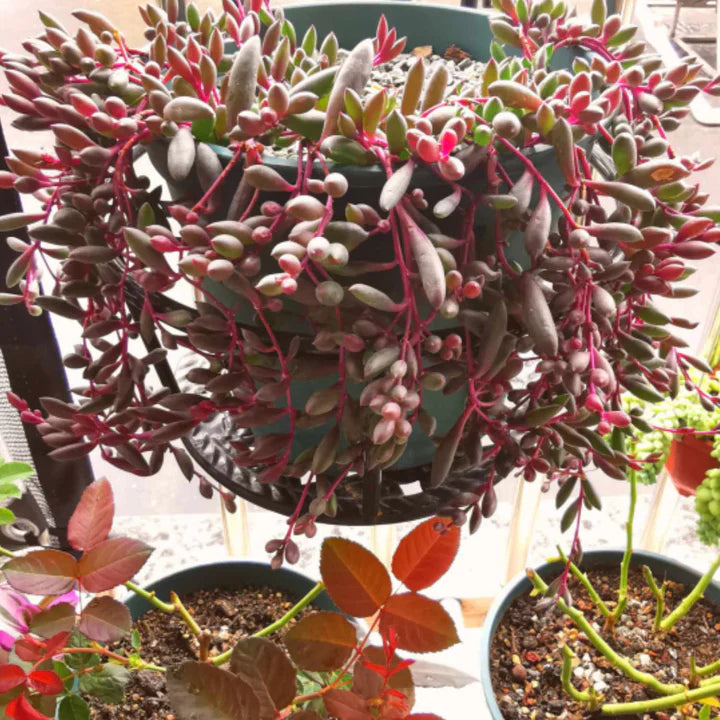 Live Little Pickles | Ruby Necklace | Crassothonna Capensis | Cape Othonna | Cape Aster