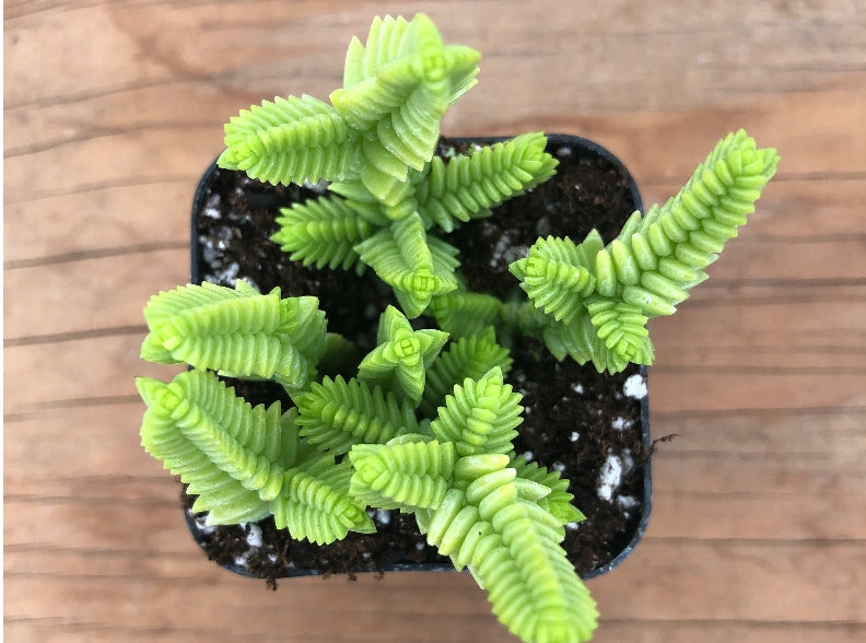 Watch Chain | Crassula Muscosa