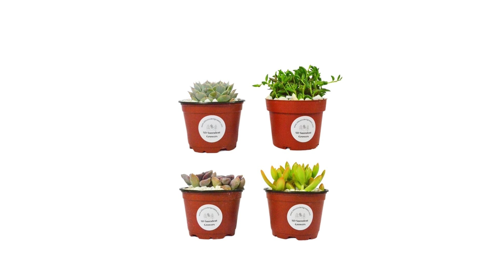 4 Pack Live Mystery Succulent Plants in 4" Pots | Indoor and Outdoor