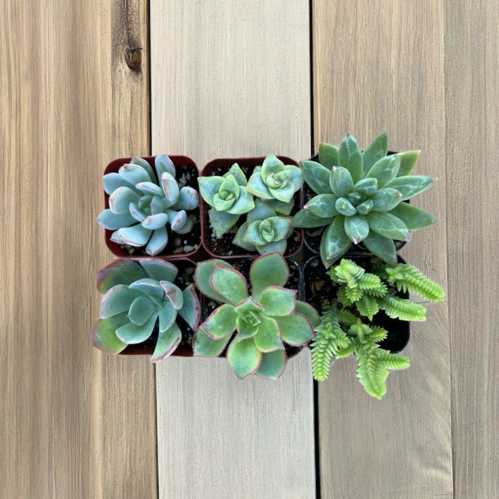 succulent six 6-Pack Mystery Live Succulent| Assorted 2'' Potted Succulent
