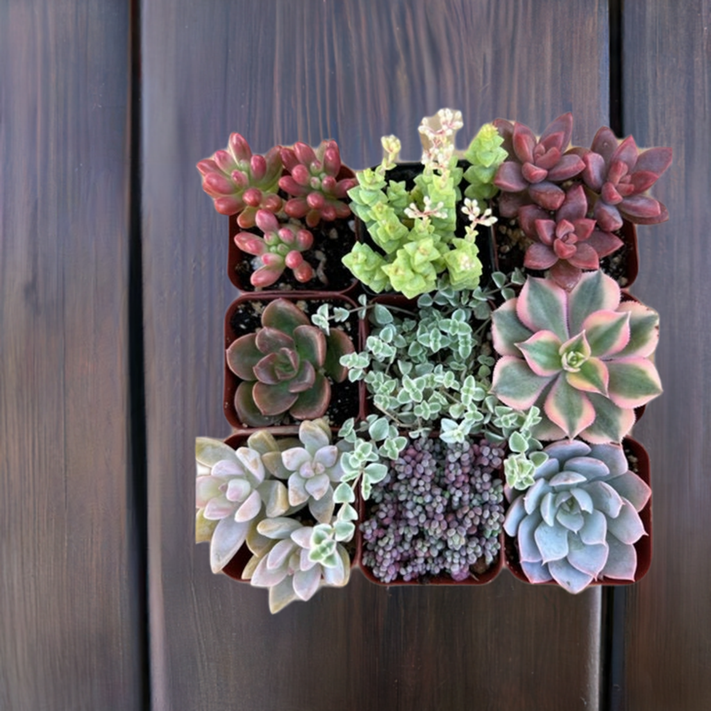 succulent plants buy online 9-Pack mystery Live Succulent | Assorted 2'' Potted Succulent