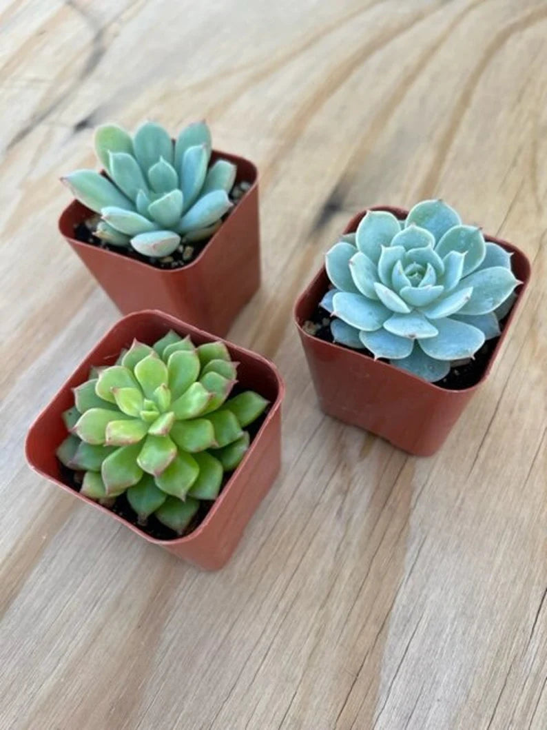 3-Pack Mystery Live Succulent| Assorted 2'' Potted Succulent