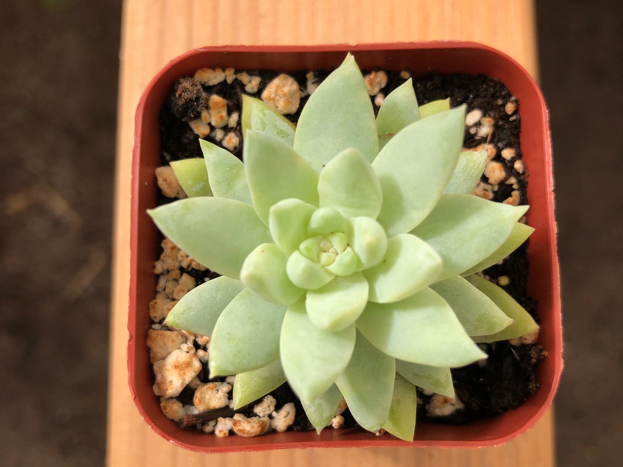 SUPER Donkey Tail | Sedeveria 'Harry Butterfield' | Giant Burro Tail | Live Succulent