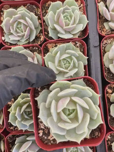 Echeveria Lola | Lola Succulent | Mexican Hens and Chicks