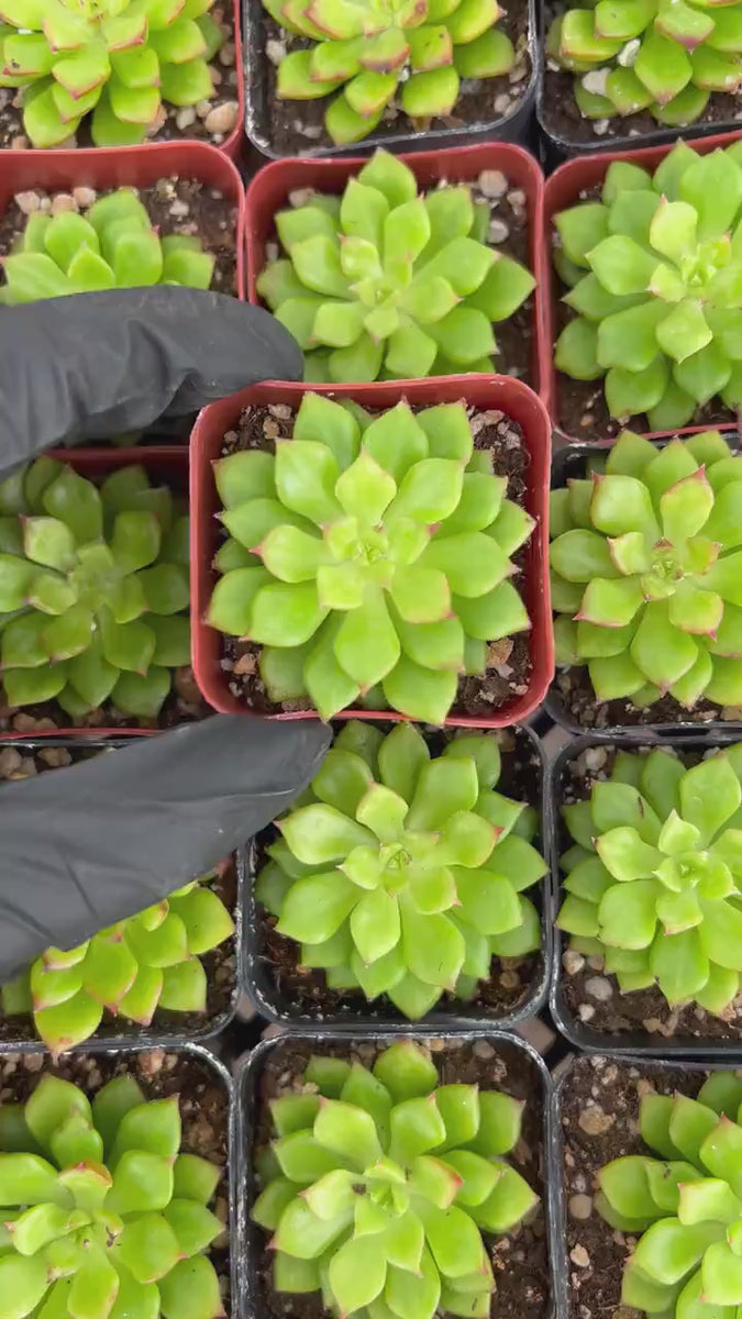 Sedeveria Letizia | Lety’s Sedeveria