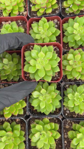 Sedeveria Letizia | Lety’s Sedeveria