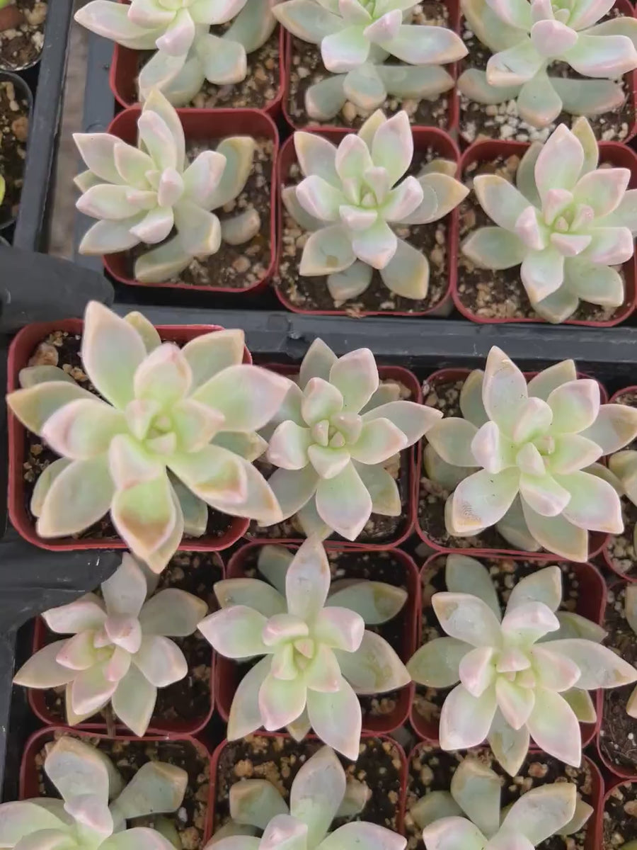 Ghost Plant | Graptopetalum Paraguayense | Mother of Pearl Plant