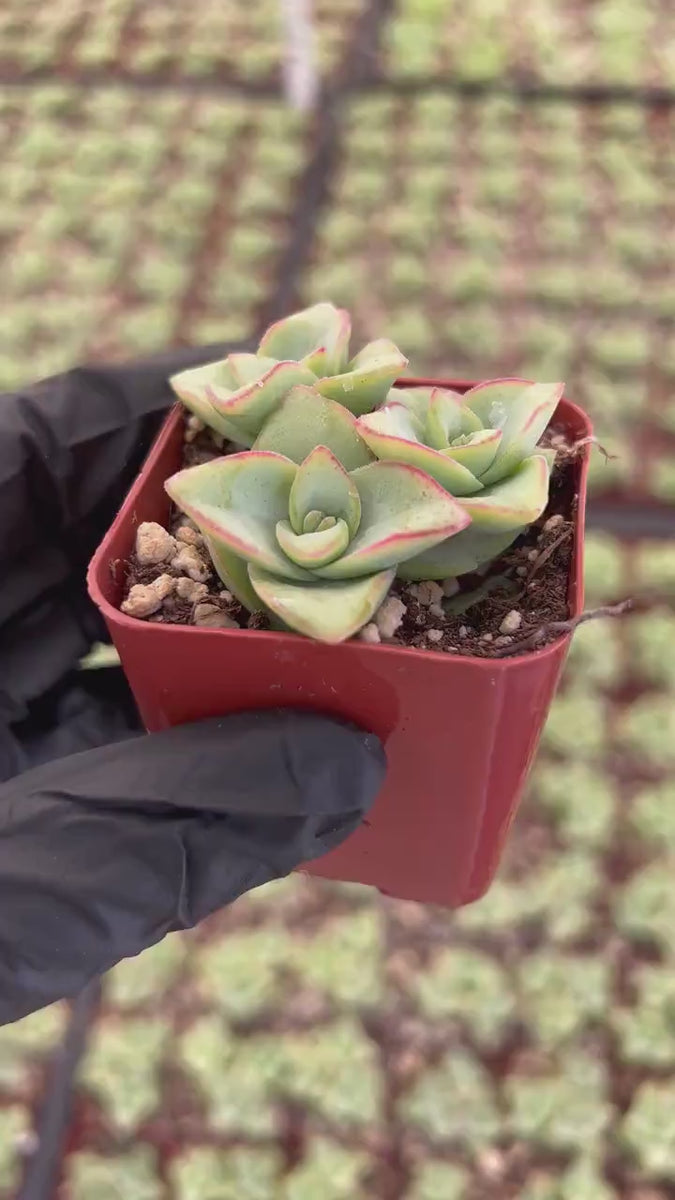 String of Buttons | Crassula Perforata | Necklace Vine | Stacked Crassula | Pagoda Plant