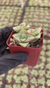 String of Buttons | Crassula Perforata | Necklace Vine | Stacked Crassula | Pagoda Plant