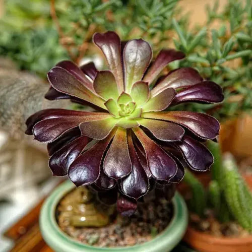 black succulent rose Black Rose Succulent | Aeonium Black Rose | Aeonium Arboreum 'Zwartkop' for purchase in San Diego