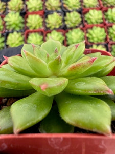 Sedeveria Letizia | Lety’s Sedeveria
