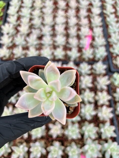 Ghost Plant | Graptopetalum Paraguayense | Mother of Pearl Plant