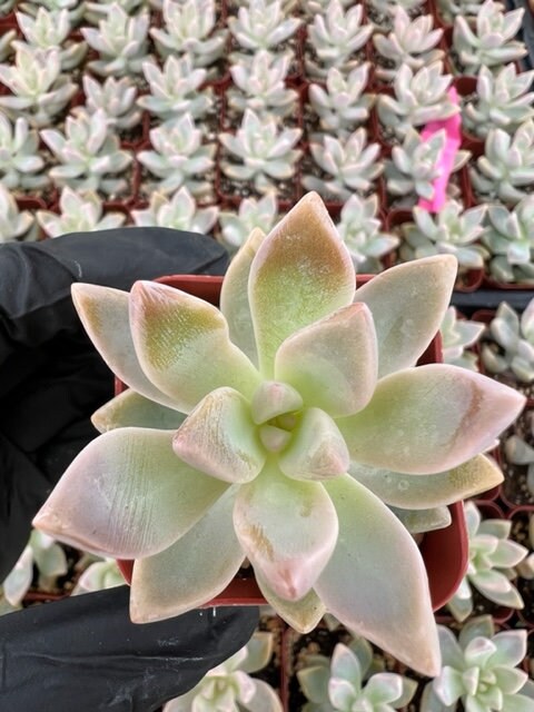 Ghost Plant | Graptopetalum Paraguayense | Mother of Pearl Plant
