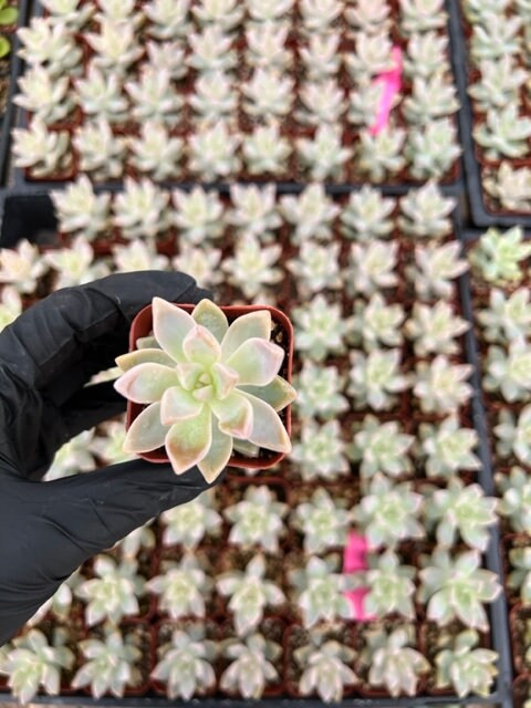 Ghost Plant | Graptopetalum Paraguayense | Mother of Pearl Plant