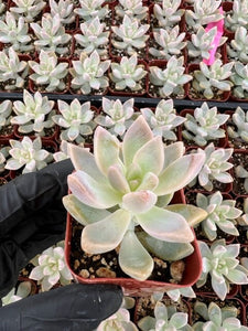 Ghost Plant | Graptopetalum Paraguayense | Mother of Pearl Plant