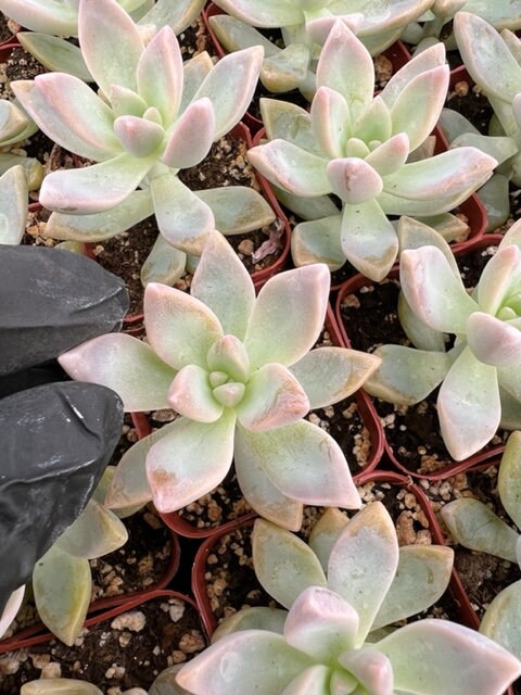Ghost Plant | Graptopetalum Paraguayense | Mother of Pearl Plant