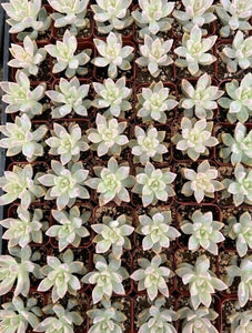 Ghost Plant | Graptopetalum Paraguayense | Mother of Pearl Plant
