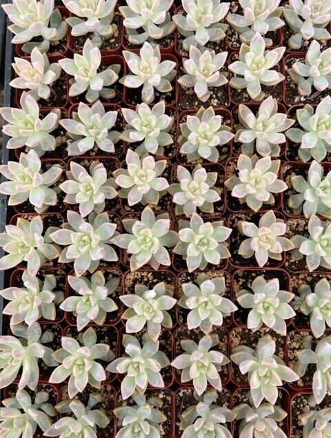 Ghost Plant | Graptopetalum Paraguayense | Mother of Pearl Plant