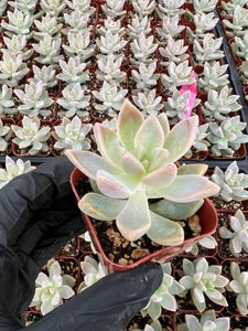Ghost Plant | Graptopetalum Paraguayense | Mother of Pearl Plant