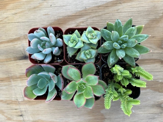 mystery succulent 6-Pack Mystery Live Succulent| Assorted 2'' Potted Succulent