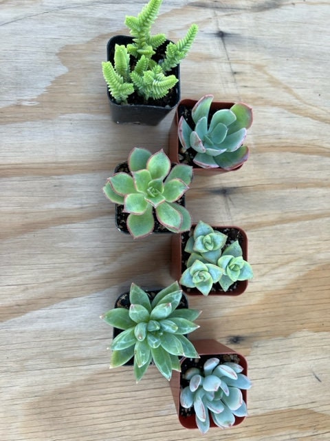 mystery succulent 6-Pack Mystery Live Succulent| Assorted 2'' Potted Succulent
