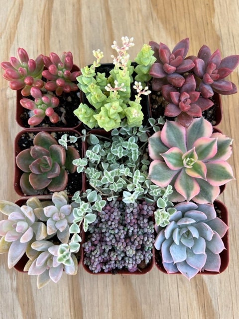 pack of succulents 9-Pack mystery Live Succulent | Assorted 2'' Potted Succulent