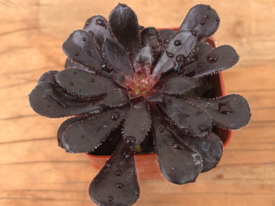 black rose succulent poisonous Black Rose Succulent | Aeonium Black Rose | Aeonium Arboreum 'Zwartkop' for purchase in San Diego