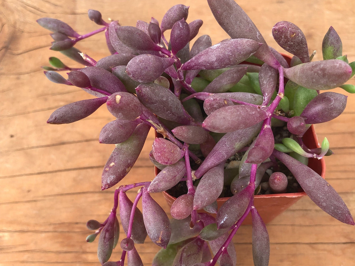Little Pickles | Ruby Necklace | Crassothonna Capensis | Cape Othonna | Cape Aster
